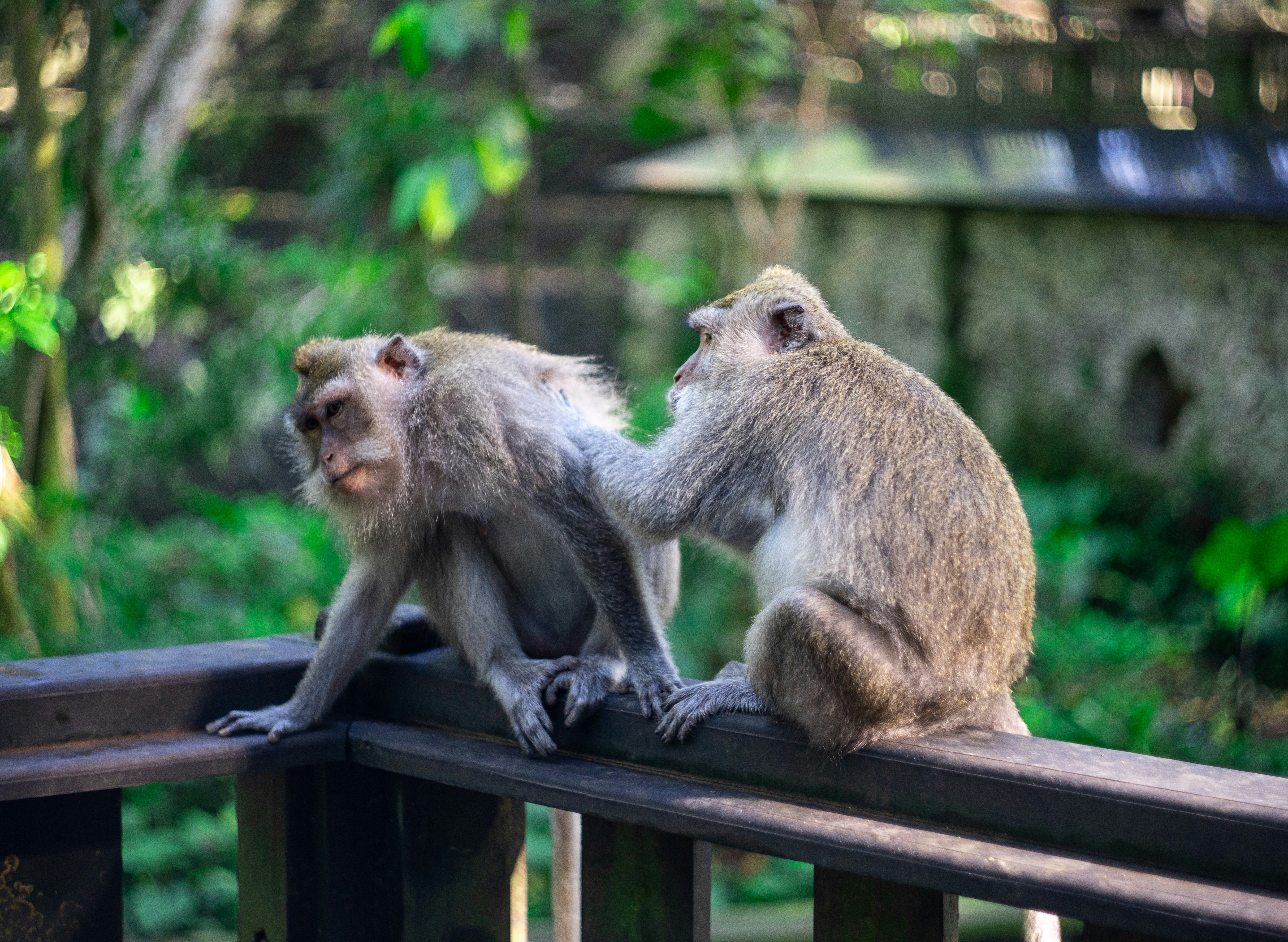 brown monkey sitting on brown wooden fence during daytime